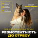 Резистентність до стресу або як залишатись спокійним, коли навколо хаос
