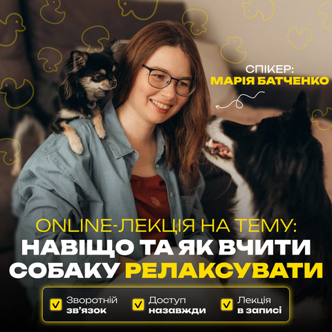 Навіщо та як вчити собаку релаксувати: щоб вона стала спокійною фото, зображення