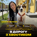Чек-лист &laquo;В дорогу з хвостиком&raquo;: що взяти собаці у подорож