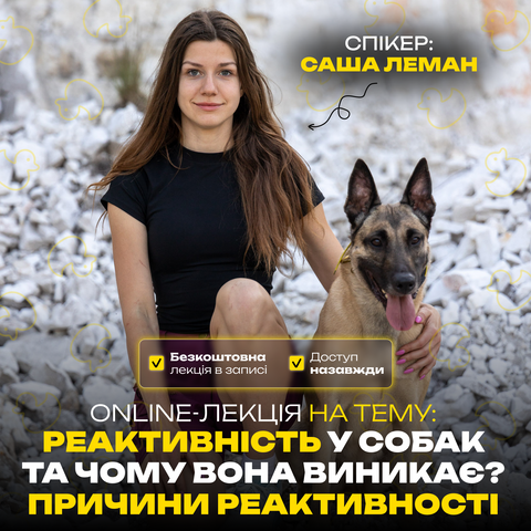 Що таке реактивність у собак та чому вона виникає? Причини реактивності: Безкоштовна online-лекція фото, зображення