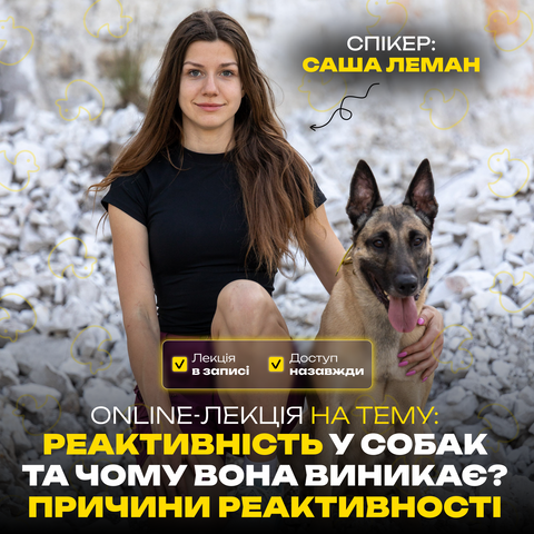 Що таке реактивність у собак та чому вона виникає? Причини реактивності: online-лекція фото, зображення